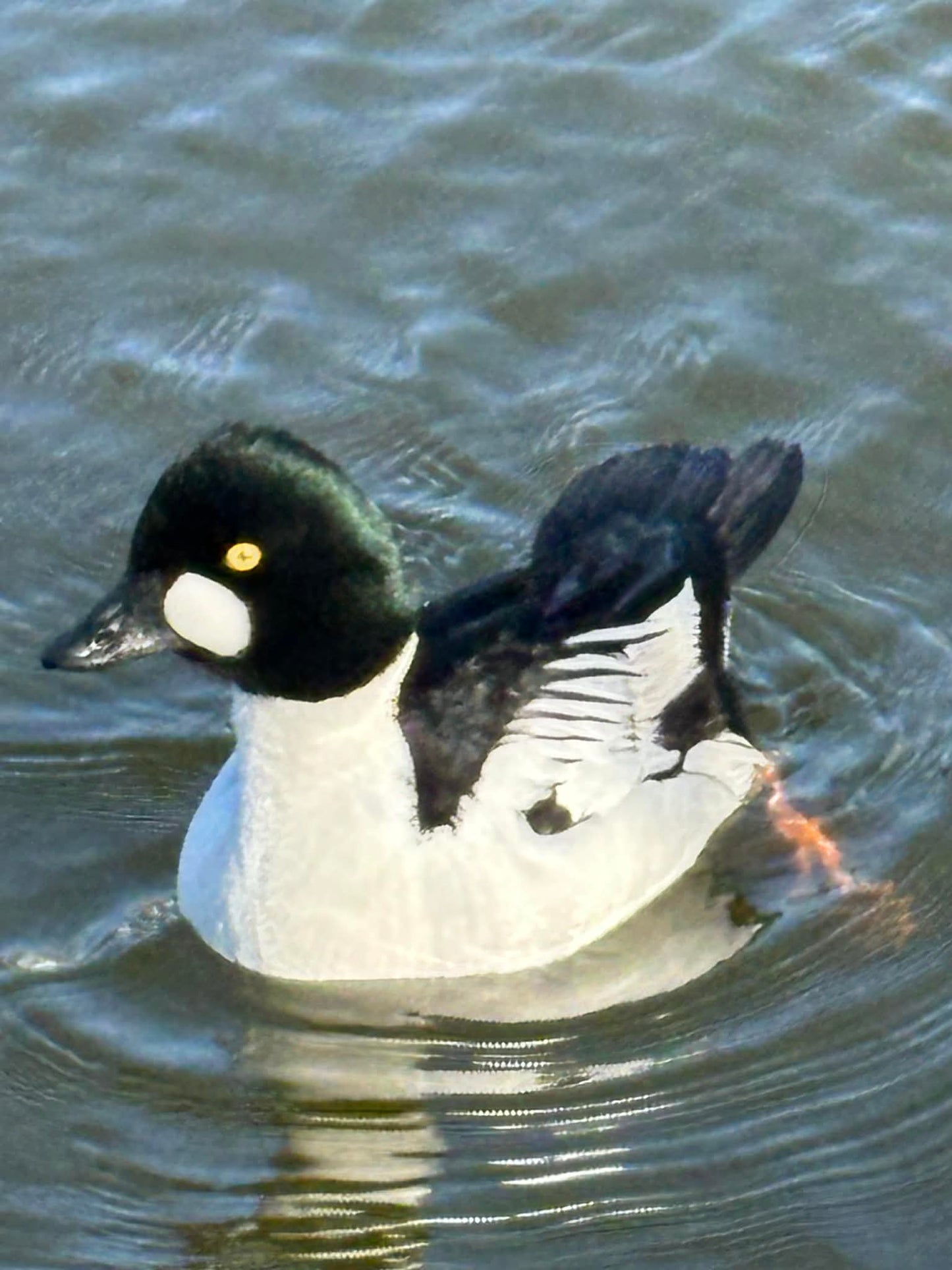 Fogadj örökbe! Kerceréce