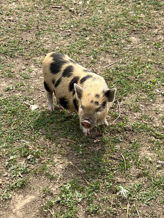 Fogadj örökbe! Törpemalac