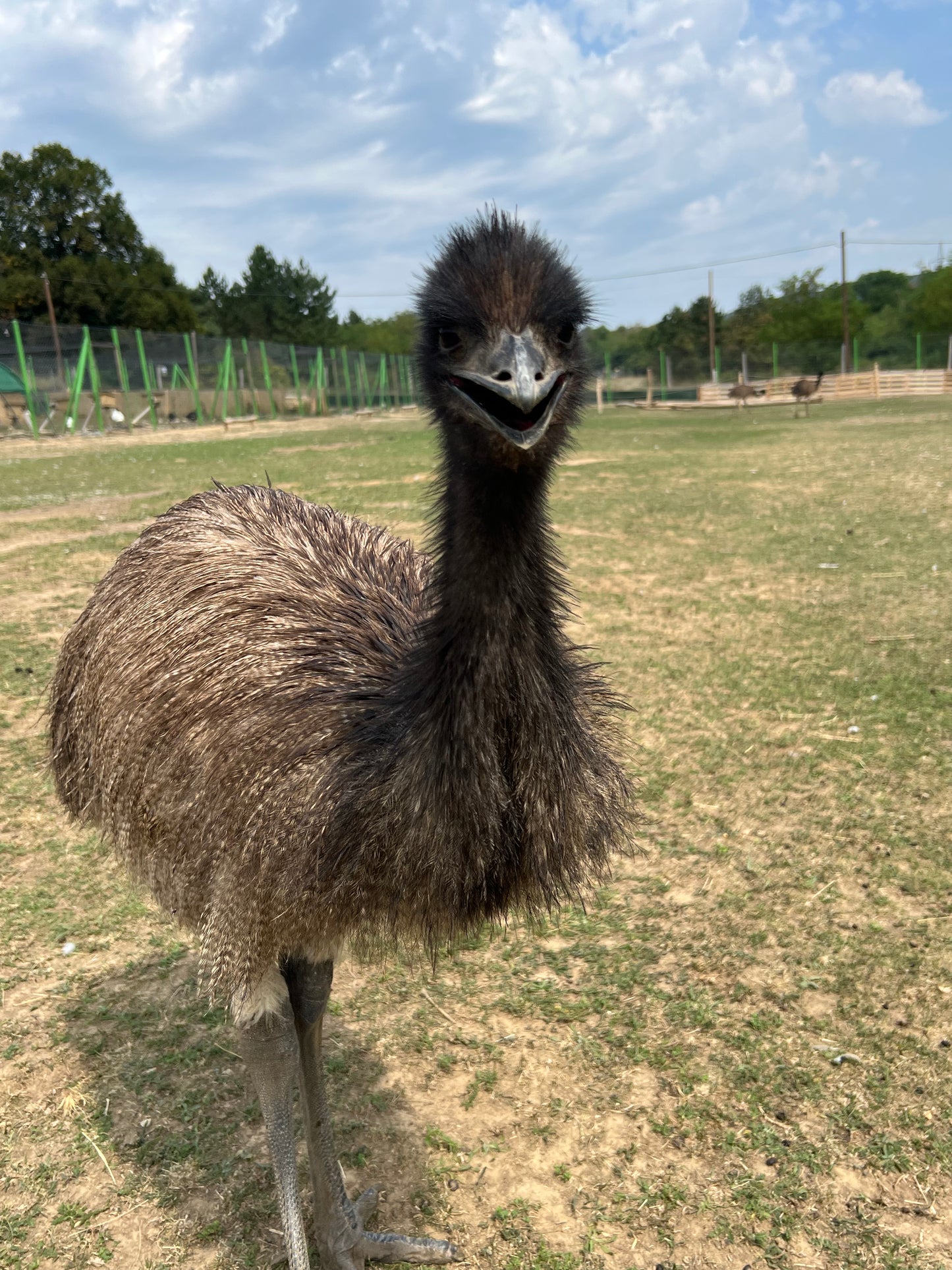 Fogadj örökbe! Emu