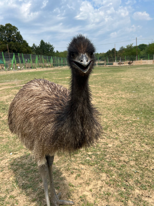 Fogadj örökbe! Emu