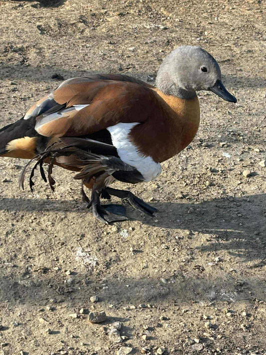 Fogadj örökbe! Lulu megtépett exe