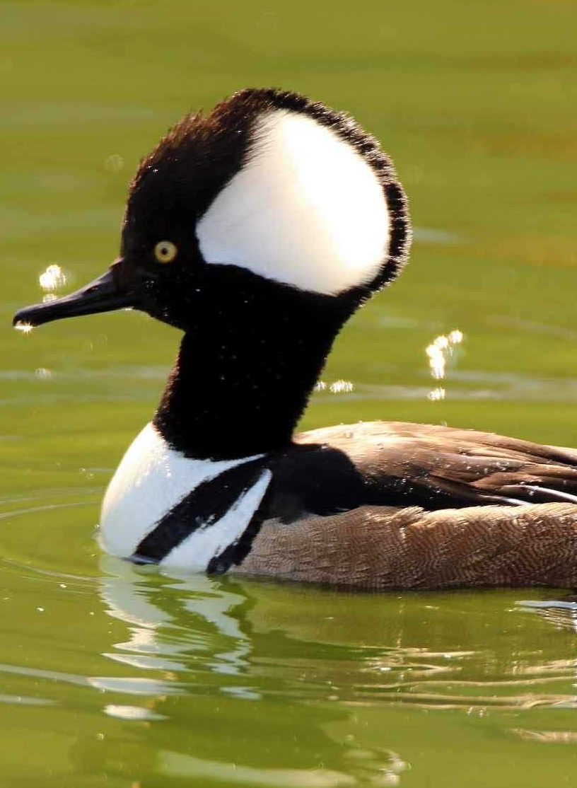 Fogadj örökbe! Bóbitás bukó