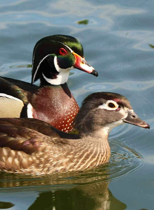 Vidd Haza! Karolinai réce pár