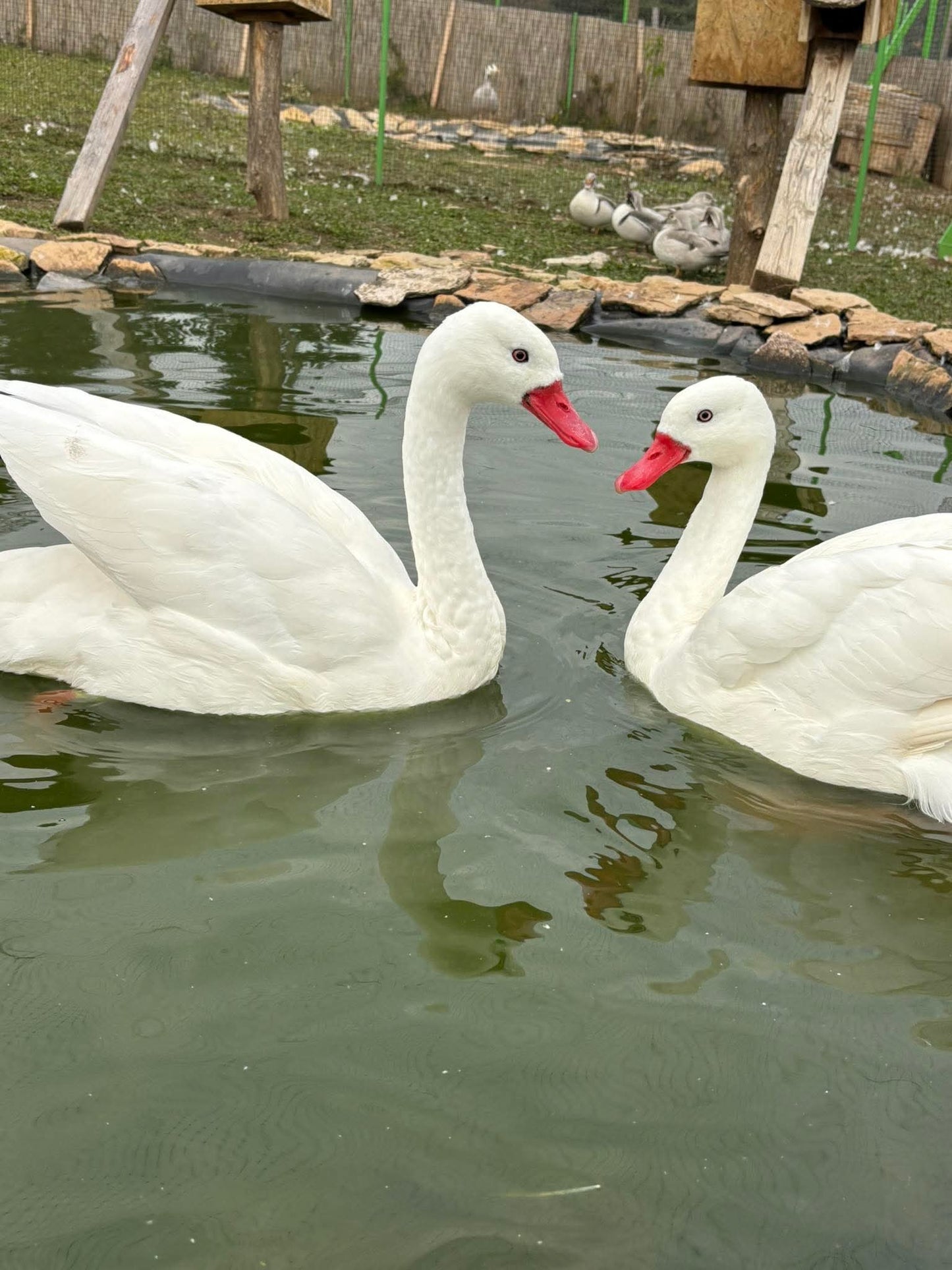 Fogadj örökbe! Koszkoróba hattyú
