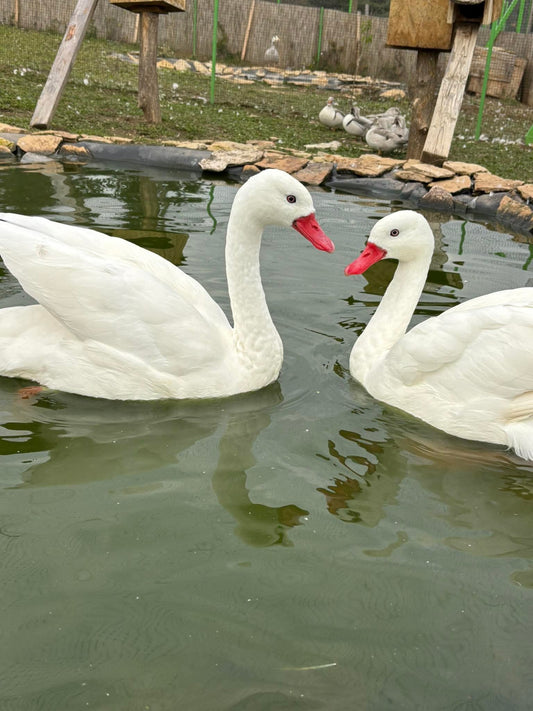 Fogadj örökbe! Koszkoróba hattyú