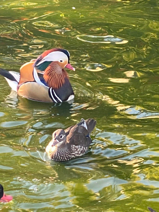 Vidd Haza! Mandarinréce pár
