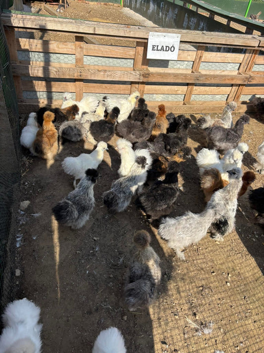 Vidd Haza! Selyemtyúk