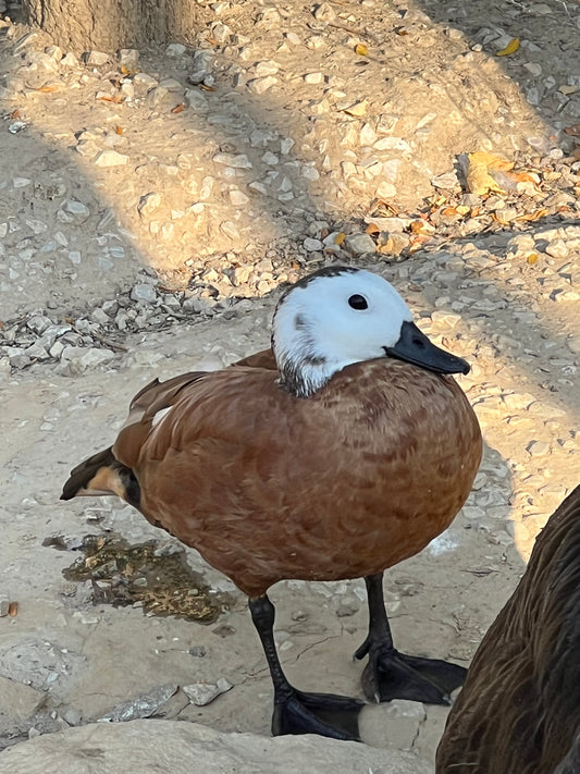 Fogadj örökbe! Lulu